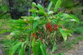 Balisié. HELICONIA bihai. Tropical. Musaceae. 1.5m